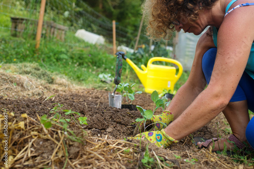 Tablou pe pânză Woman planting young cabbage plants in garden.