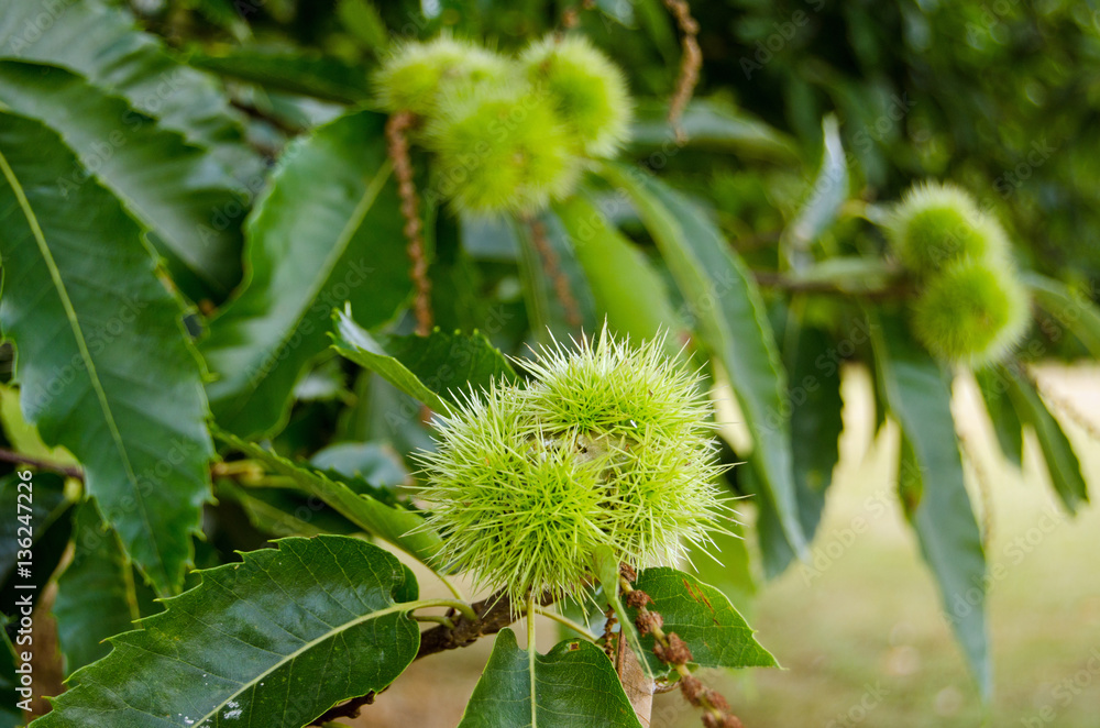 Sweet Chestnut close up