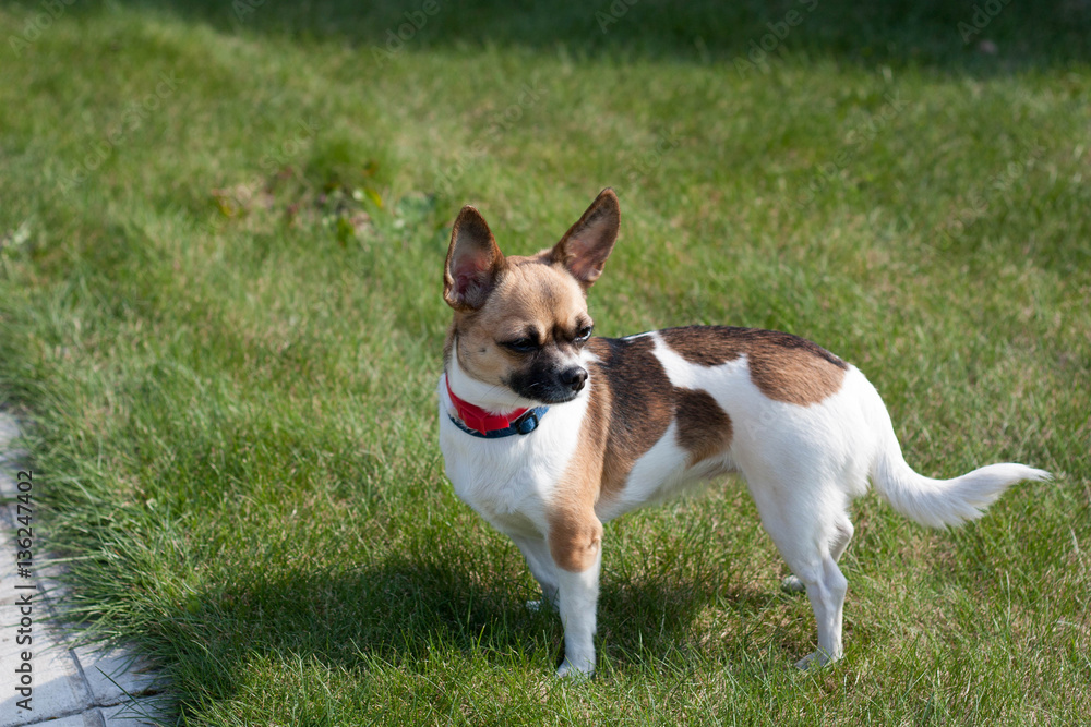 Dog on a green lawn