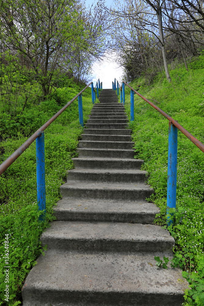 stairs in green fores