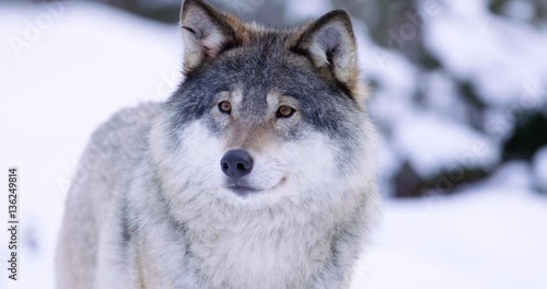 Portrait of beautiful wolf in snowy forest