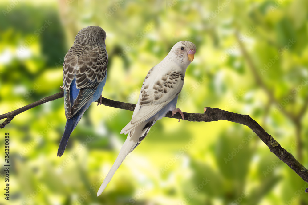 young budgies blue and white are at roost on a green background. young budgies blue and white are at roost on a green background.