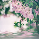 Flowering of fresh tender Rhododendron maximum pink flowers and green leaves at spring time with water reflection. Natural floral seasonal holiday background with copy space.