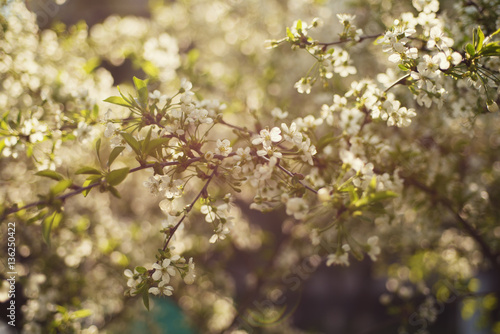 Blossoming of cherry flowers in spring time, natural seasonal vintage hipster background
