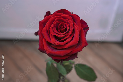 Fototapeta Naklejka Na Ścianę i Meble -  red rose on the floor