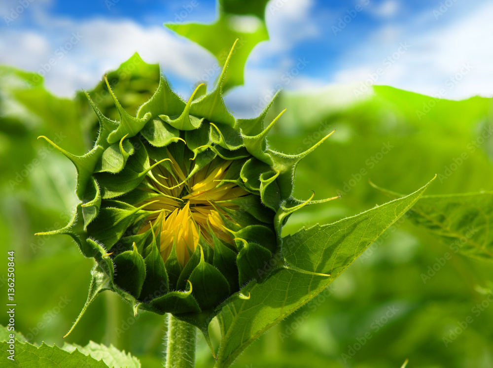 Obraz premium Close-up of the green bud of a sunflower