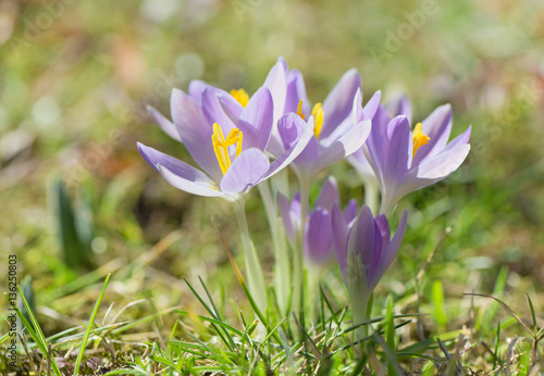 Purple crocuses on a sunny spring day  © Marek Walica