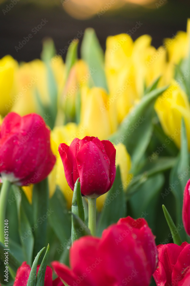 Tulip. Beautiful bouquet of tulips. colorful tulips. Tulip. Beautiful bouquet of tulips. colorful tulips.