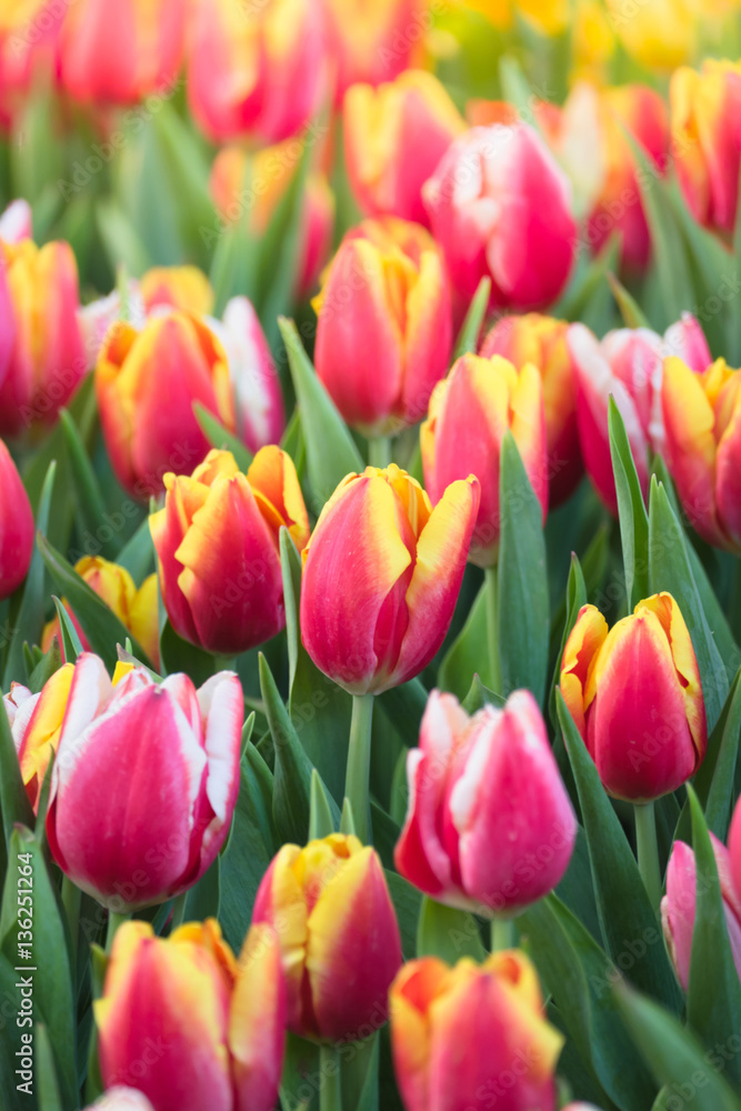Tulip. Beautiful bouquet of tulips. colorful tulips. Tulip. Beautiful bouquet of tulips. colorful tulips.