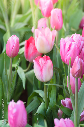 Tulip. Beautiful bouquet of tulips. colorful tulips.