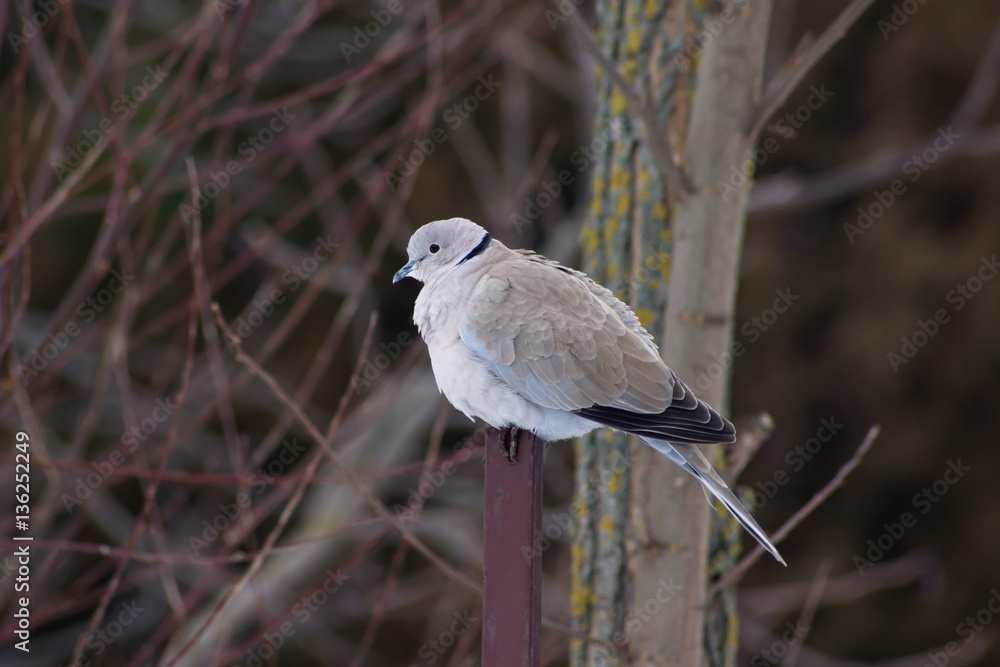 Fototapeta premium Collared Dove (Streptopelia decaocto) and bird feeding.