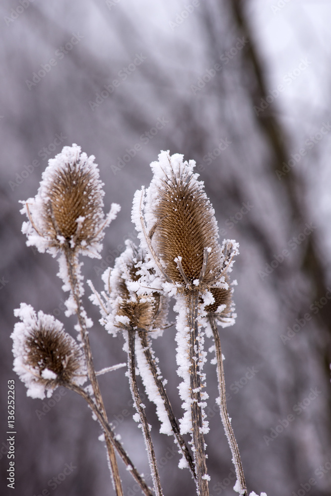 Frosted dipsacus laciniatus along the way. Frosted dipsacus laciniatus along the way.