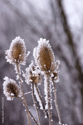 Frosted dipsacus laciniatus along the way.