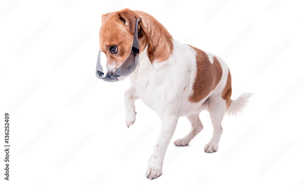 Jack russell terrier pup with glasses Jack russell terrier pup with glasses