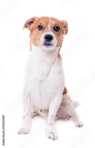 Fototapeta Naklejka Na Ścianę i Meble -  Jack russell terrier pup sitting