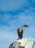 Elegant portrait of a  Double Crested Cormorant against a blue sky