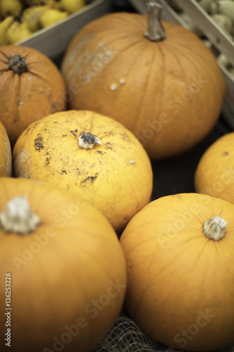 Pumpkins 01 photo