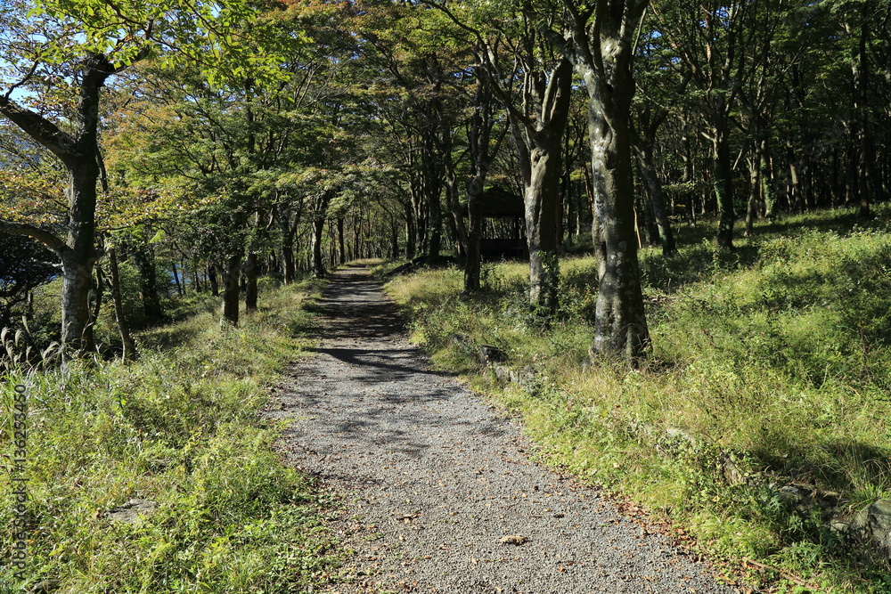 芦ノ湖湖畔の林道