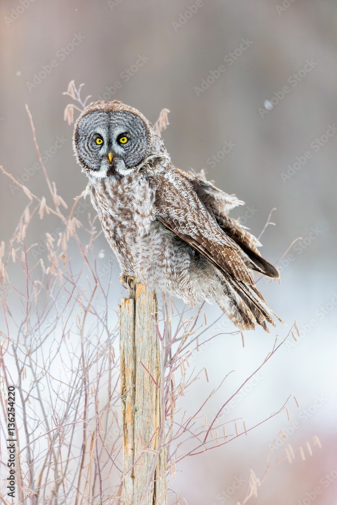 Fototapeta premium The great grey owl or great gray is a very large bird, documented as the world's largest species of owl by length. Here it is seen searching for prey in Quebec's harsh winter.