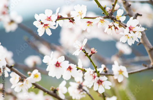 White cherry flower blossom, spring 
