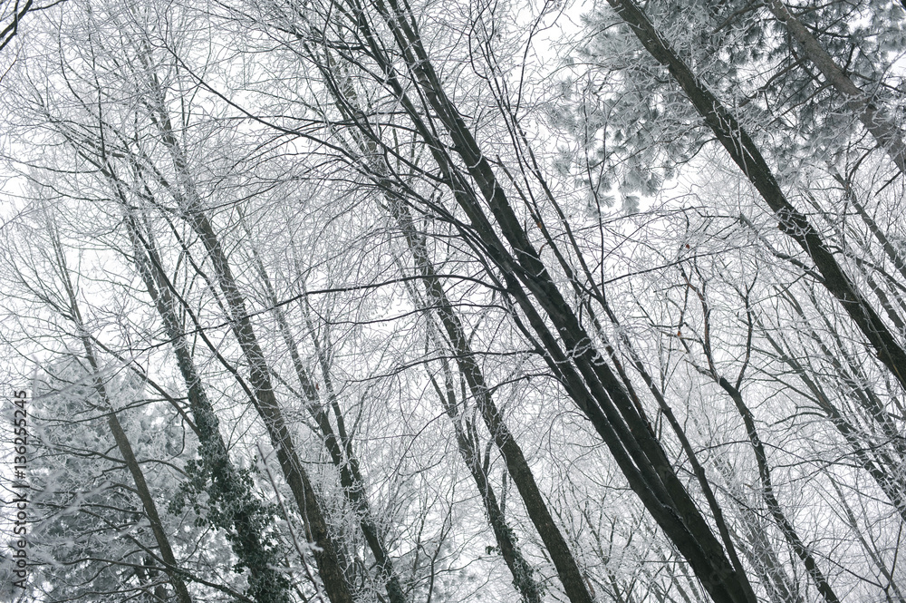 Obraz premium Magic foggy and frozen winter forest scene. Misty landscape back