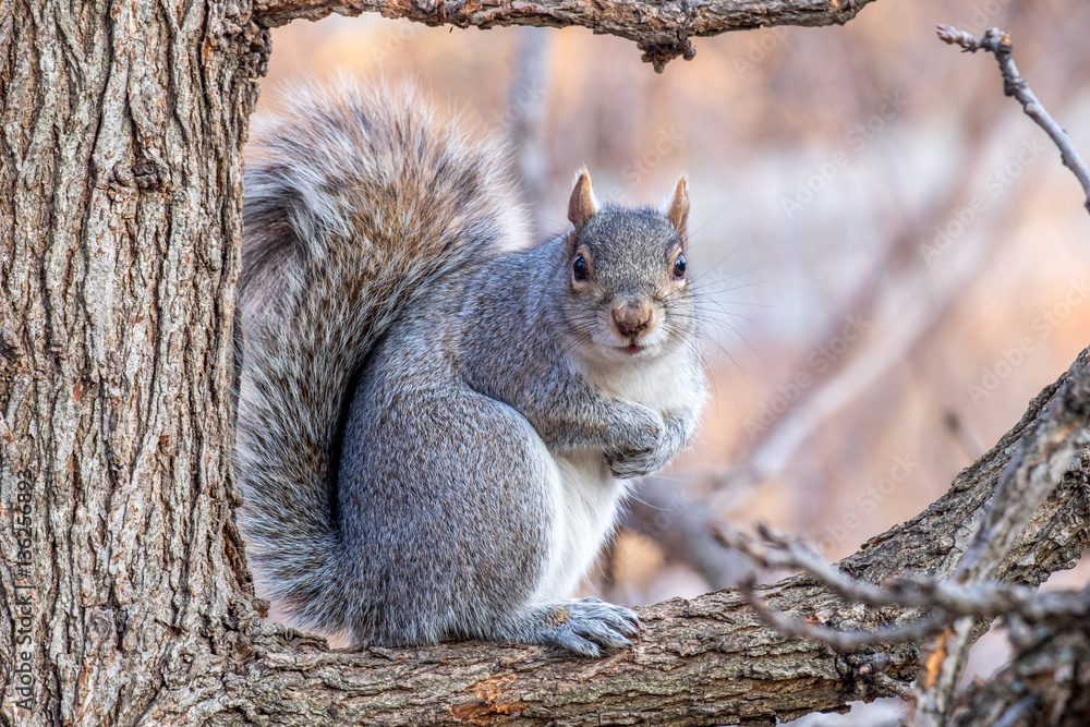 Gray squirrel sitting in a tree Gray squirrel sitting in a tree