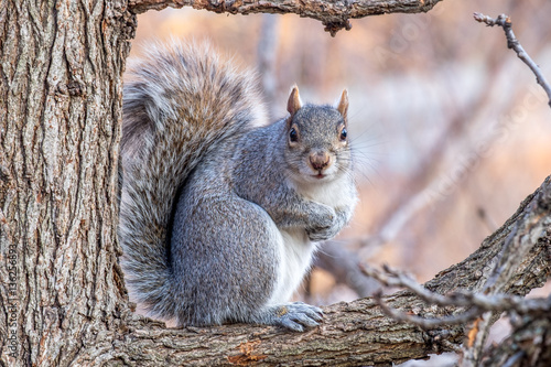Gray squirrel sitting in a tree