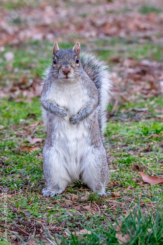 Tapety artystyczne Gray squirrel standing up