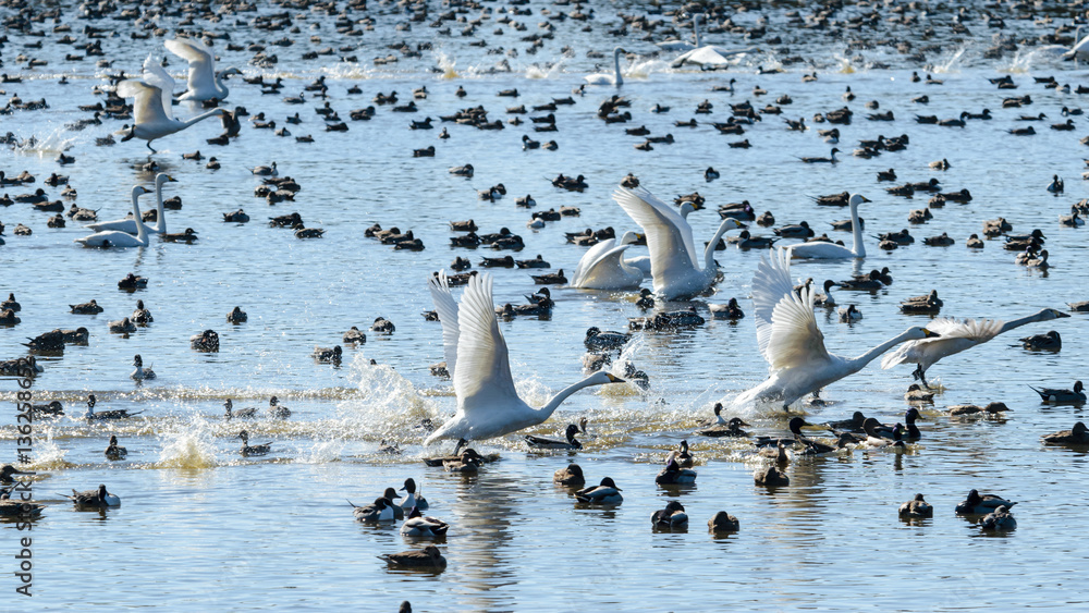 Fototapeta premium 飛び立つ白鳥達
