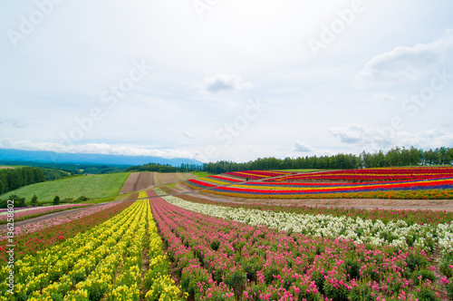 夏の北海道の広大なカラフルな丘 © boarder