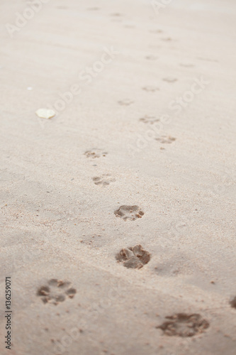 Dog footsteps in sand.color toned.