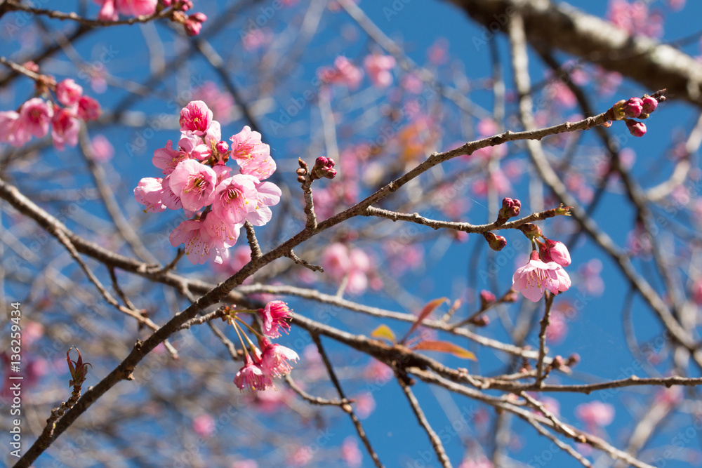 Thai sakura or Cherry blossom in Chiang mai Thailand Thai sakura or Cherry blossom in Chiang mai Thailand