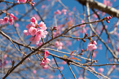 Thai sakura or Cherry blossom in Chiang mai Thailand