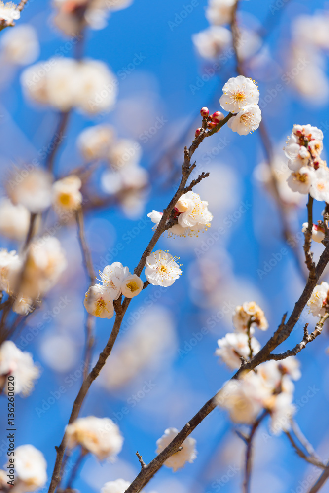 Japanease White Plum,in Showa Kinen Park,Tokyo,Japan Japanease White Plum,in Showa Kinen Park,Tokyo,Japan