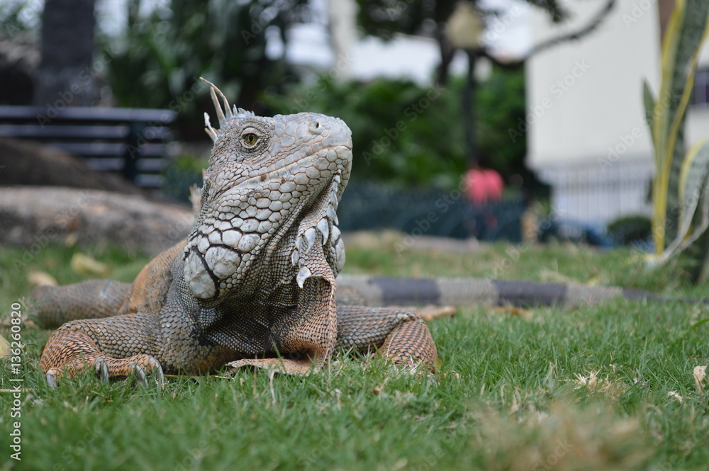 Fototapeta premium lizard iguana