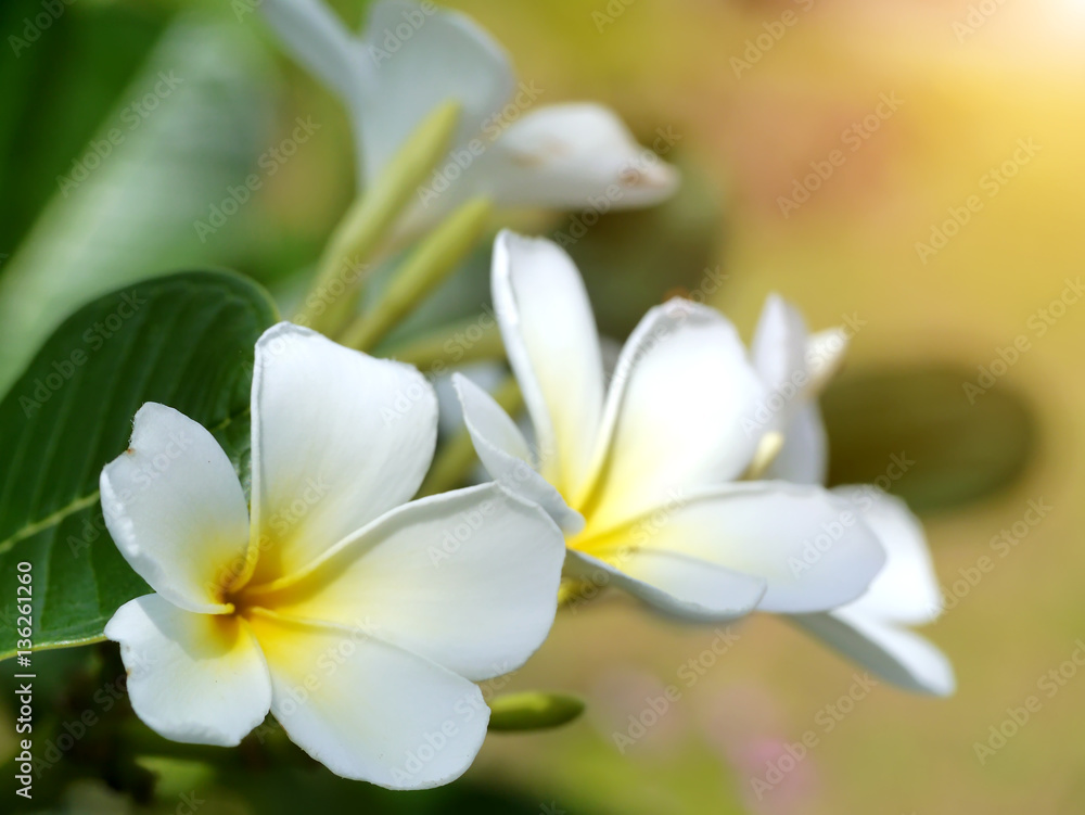 frangipani flower frangipani flower
