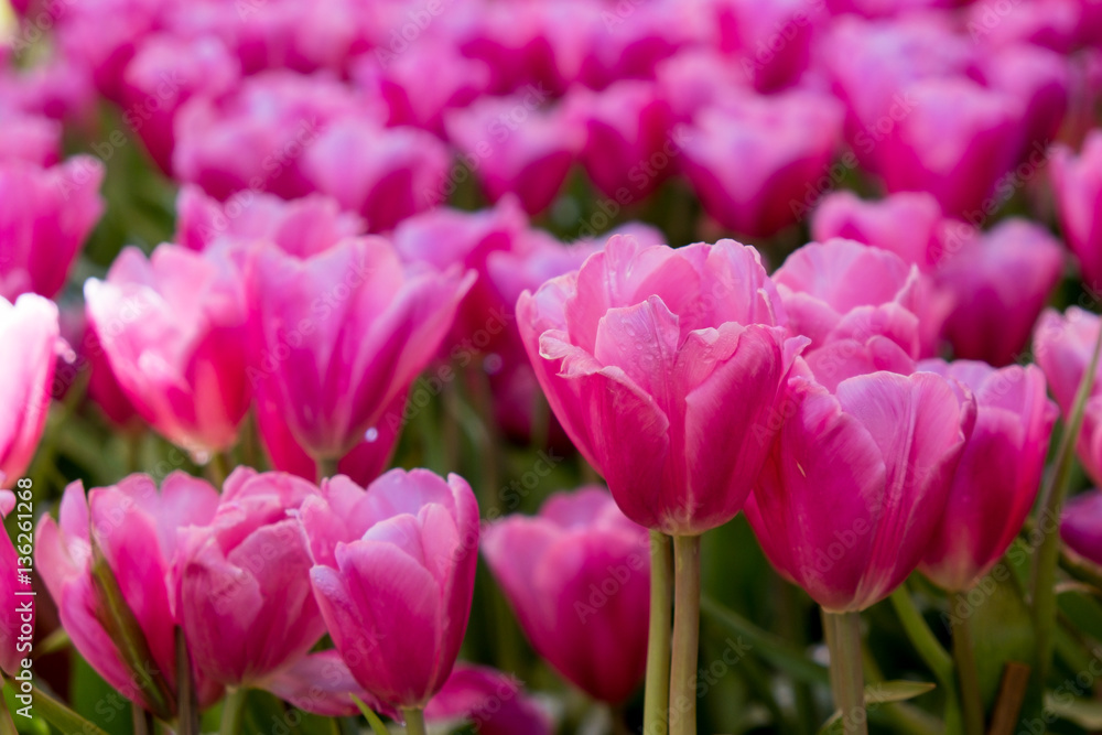 Tulip. Beautiful bouquet of tulips. colorful tulips. tulips in spring,colourful tulip garden Tulip. Beautiful bouquet of tulips. colorful tulips. tulips in spring,colourful tulip garden