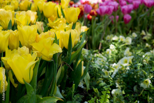 Wallpaper Mural Tulip. Beautiful bouquet of tulips. colorful tulips. tulips in spring,colourful tulip garden Torontodigital.ca