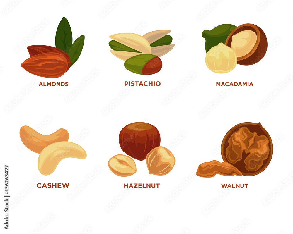 Nut set. Ripe nuts and seeds vector illustration. Nut set. Ripe nuts and seeds vector illustration.