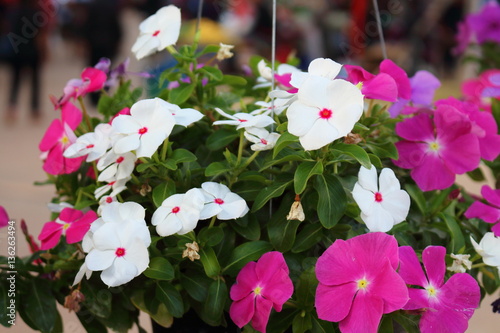 Vinca flower colorful nature