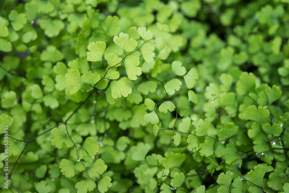 green bush of fern green bush of fern
