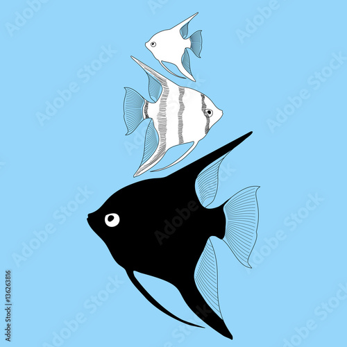 Vector  aquarium fish angelfish