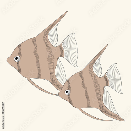 Vector  aquarium fish angelfish