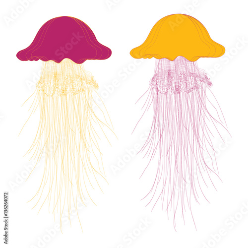 Vector  oceanic jellyfish