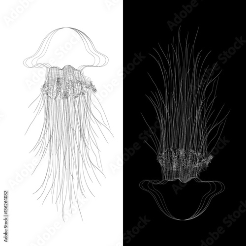 Vector  oceanic jellyfish