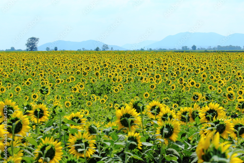 Naklejka premium Yellow Sunflower Blooming Through the fields