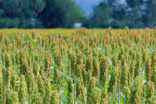 Sorghum Ready to Harvest