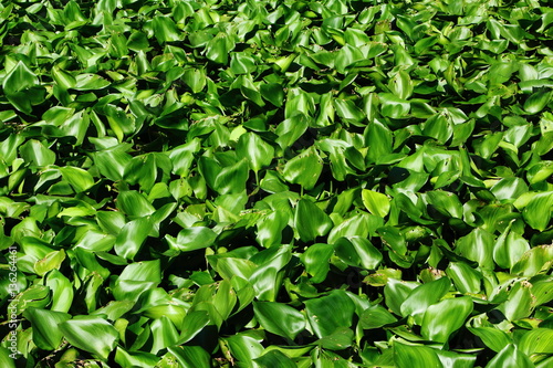 Green Water Hyacinth Grows In the Ponds