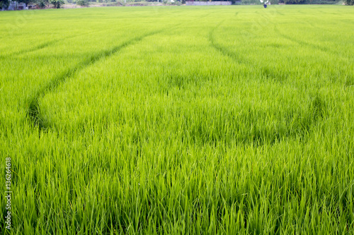 the landscape of green young rice fields.