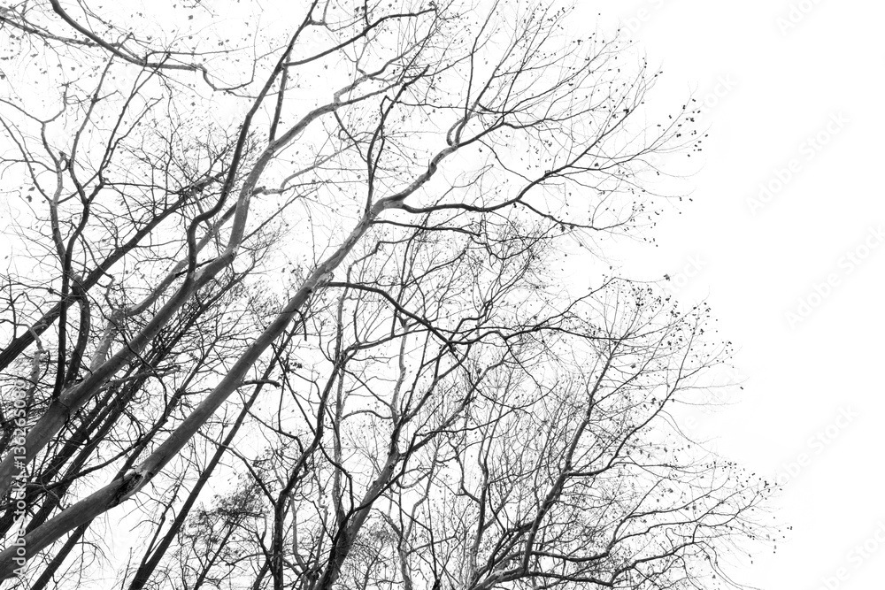 isolated tree trunks on white background isolated tree trunks on white background